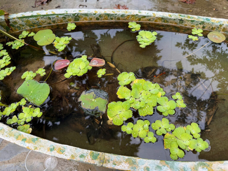 Không gian Khu vườn tại HOI AN VIVA VILLA