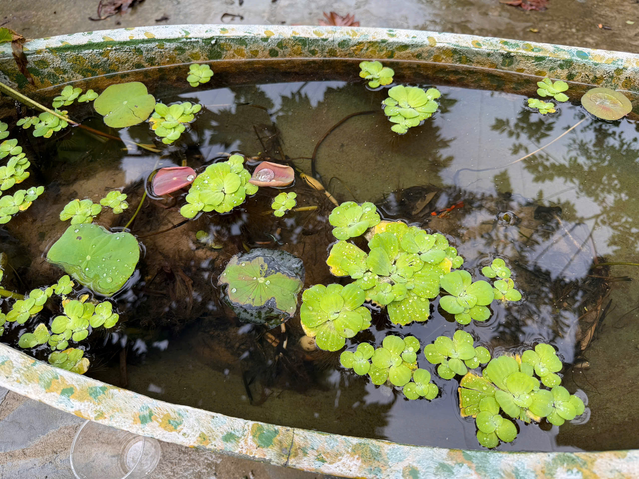 Ảnh chính tại HOI AN VIVA VILLA